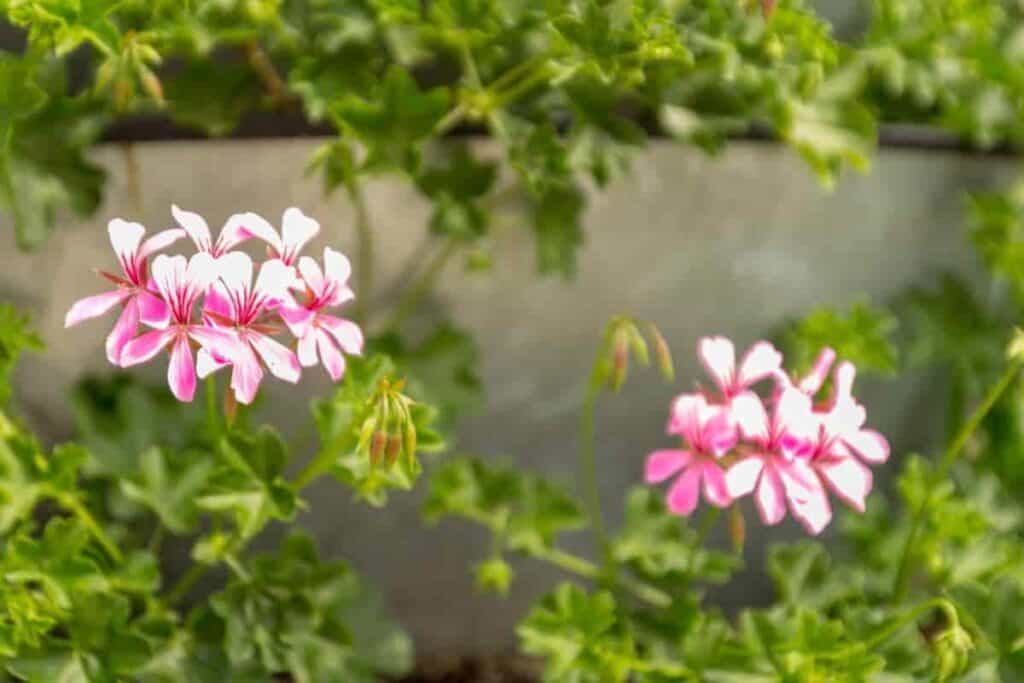 Scarlet Pelargoniums