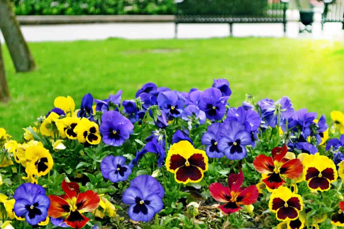 Growing Pansies