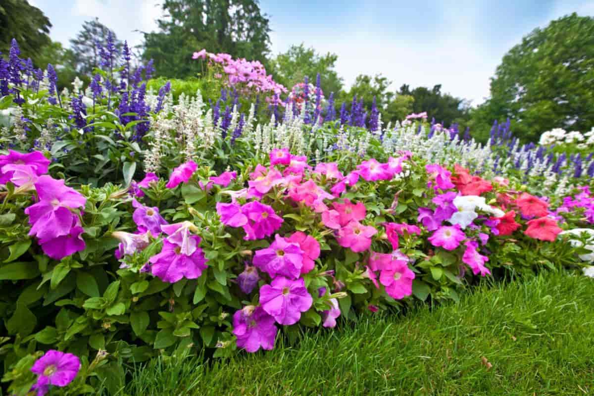 Start Perennials
