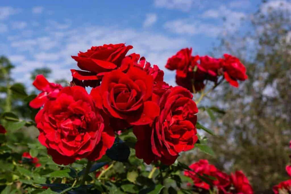 Policeman For Roses
