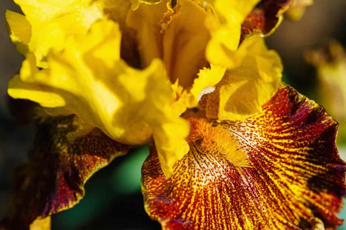 Hybridize Iris