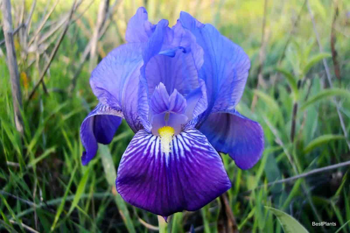 Beautiful Iris Flower ready to hybridize