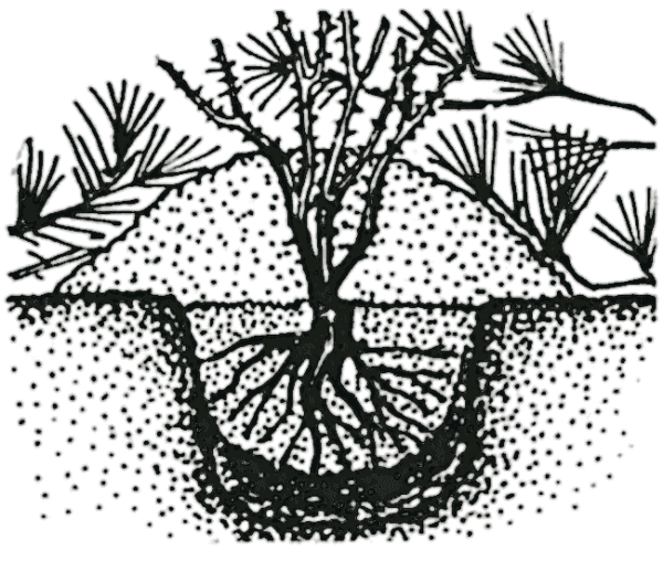 planting roses