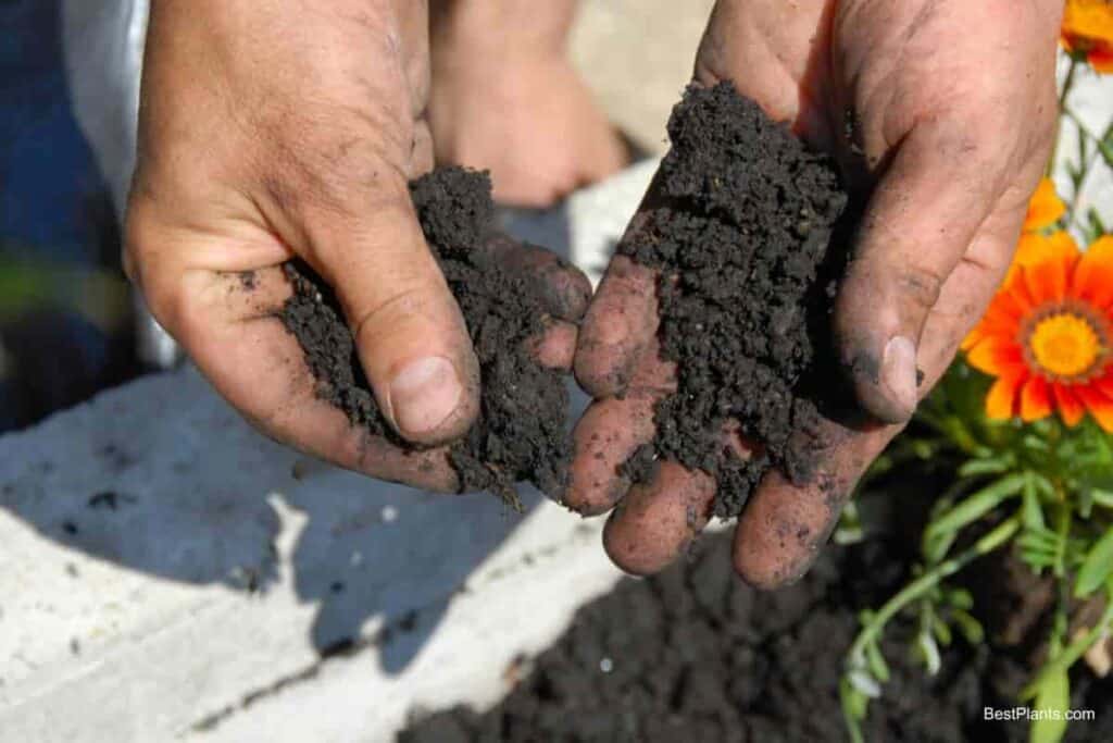 Humus Soil