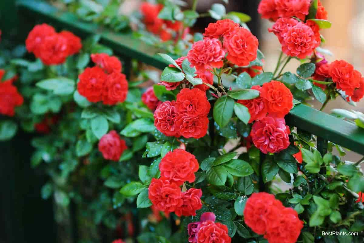 Planting Hedge of Roses