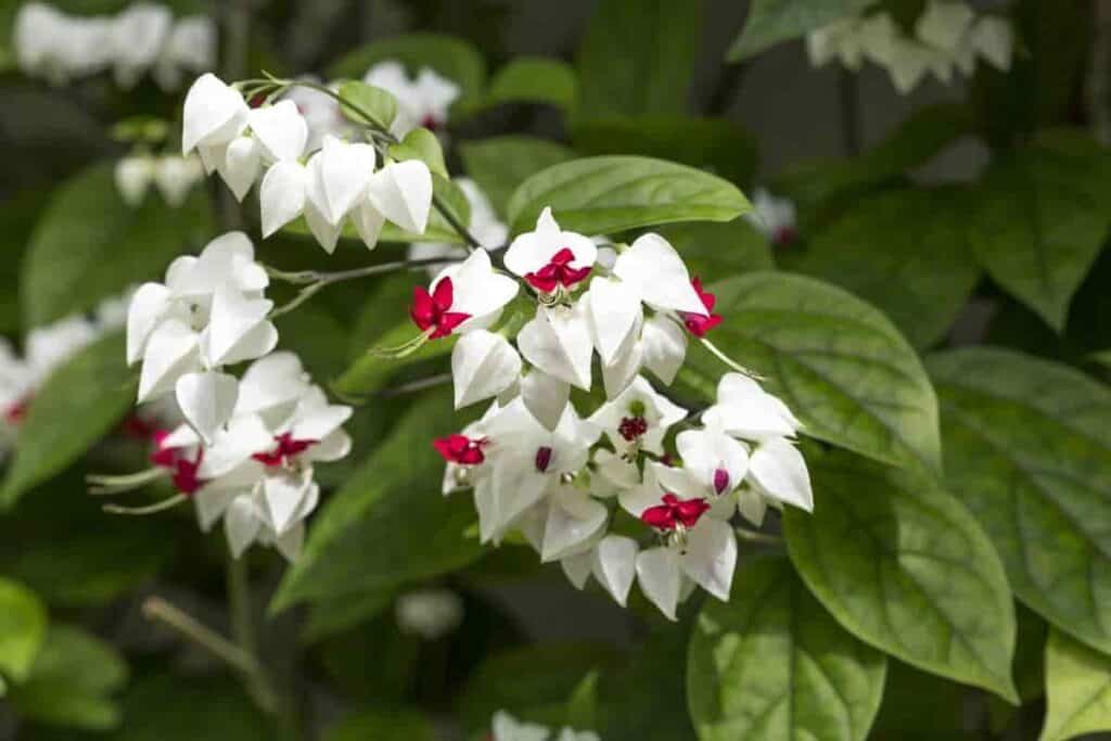 types of clerodendrums