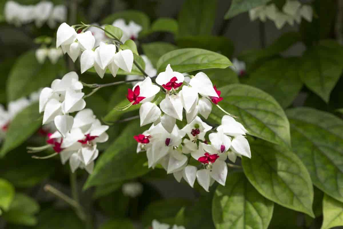 types of clerodendrums