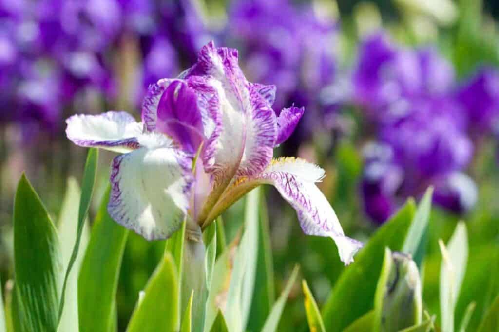 Iris Symbol