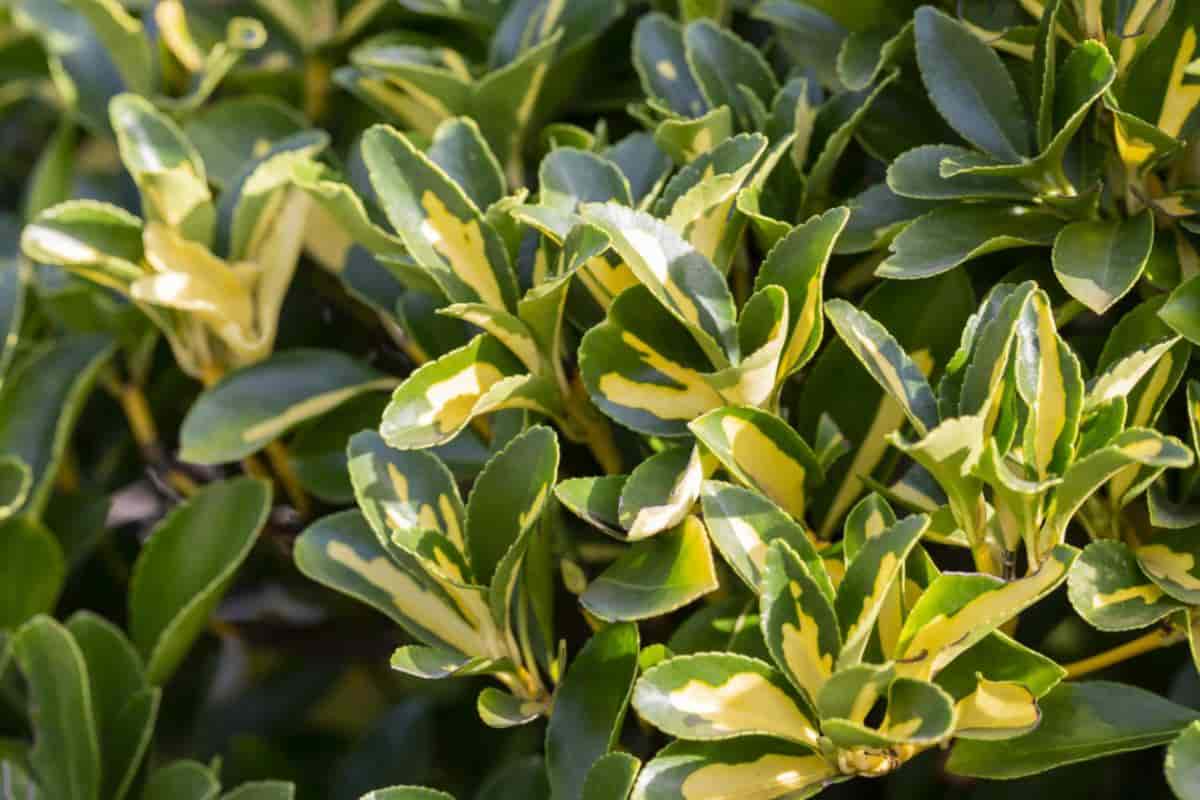 spreading euonymus