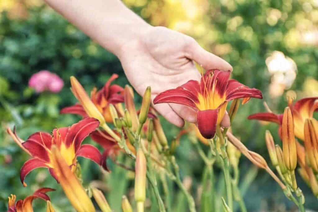 Useful Daylilies