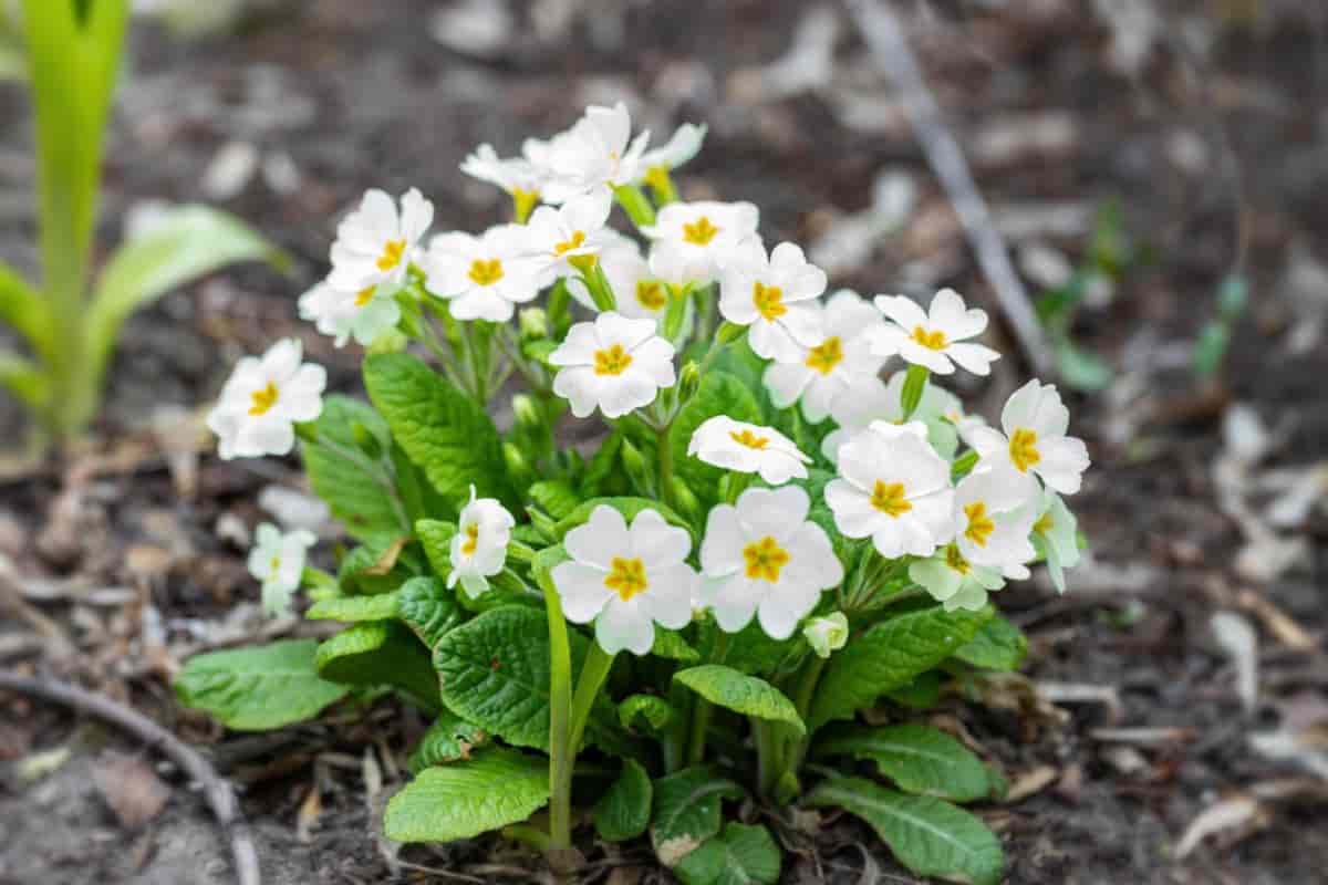 Primrose Beauty