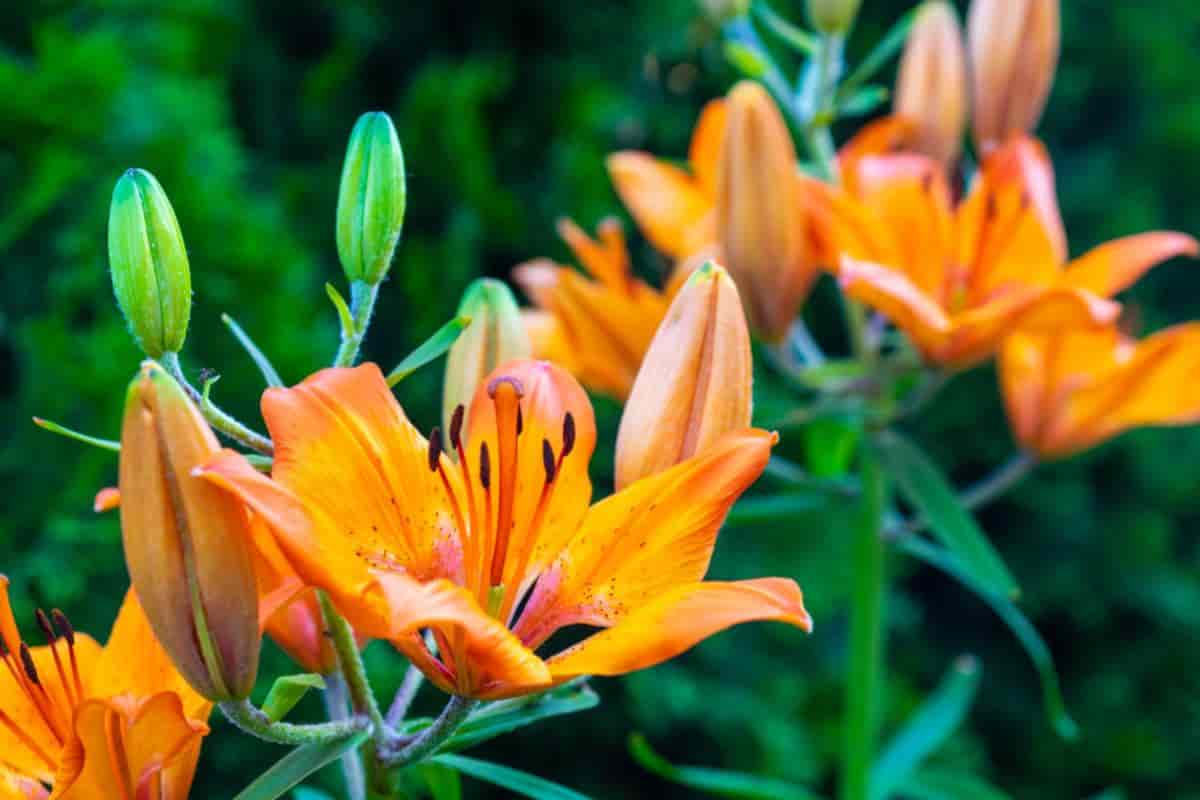 Breeding Daylilies