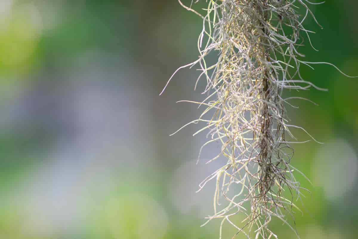 Guatemala Garden Trip