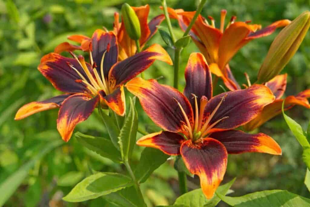 Lilies