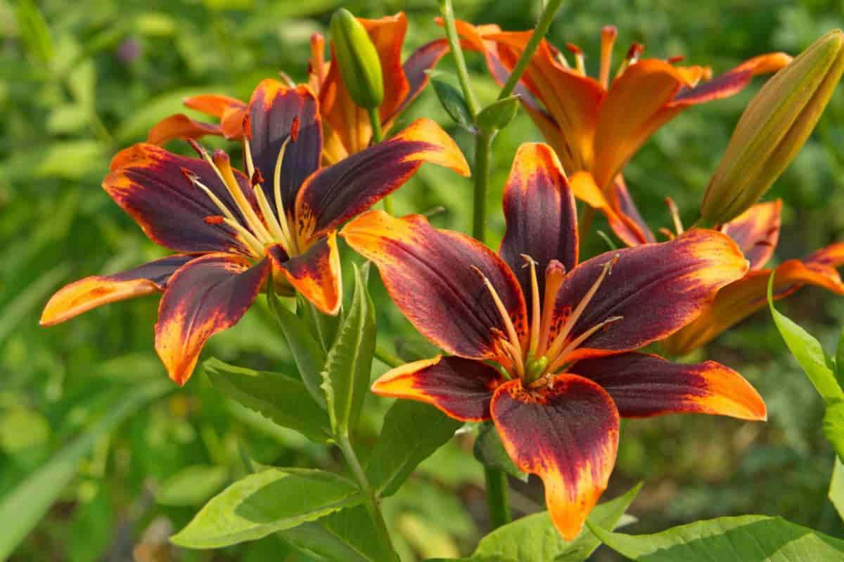 Lilies