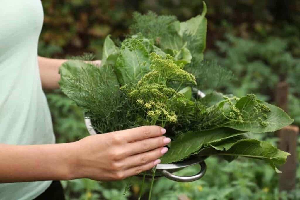 Harvest Herbs in August