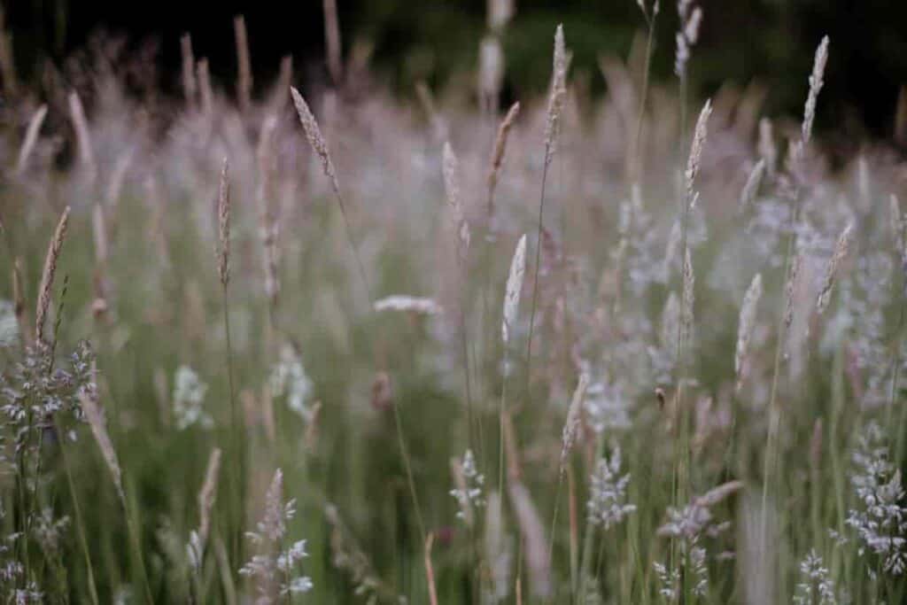 Climate Grasses