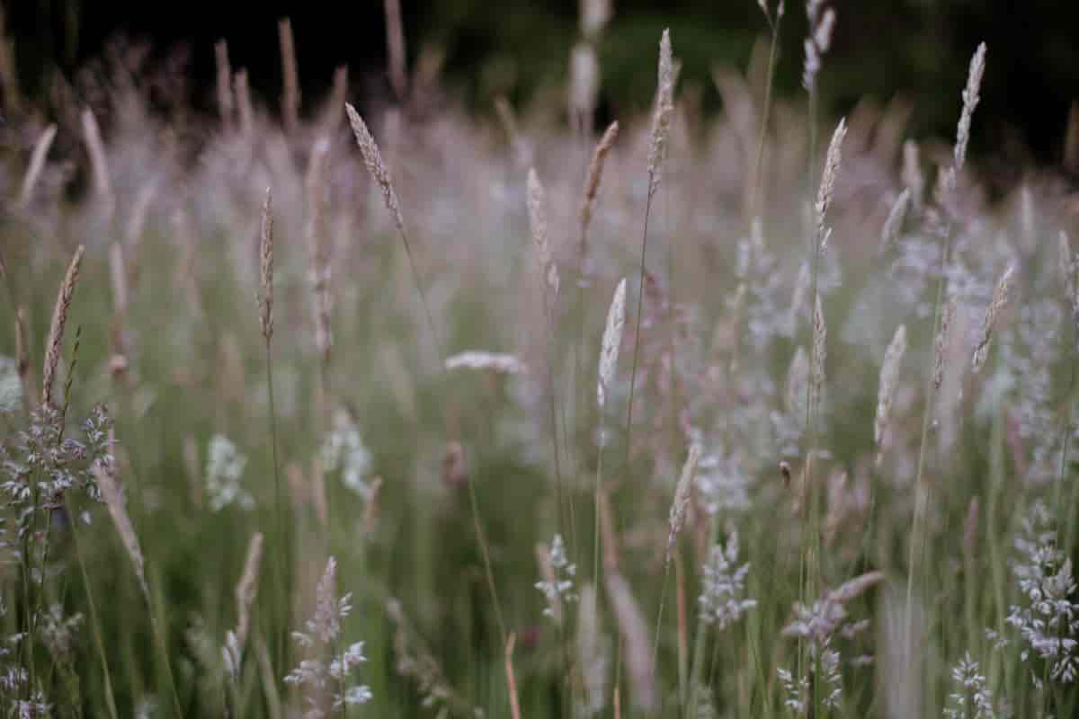 Climate Grasses