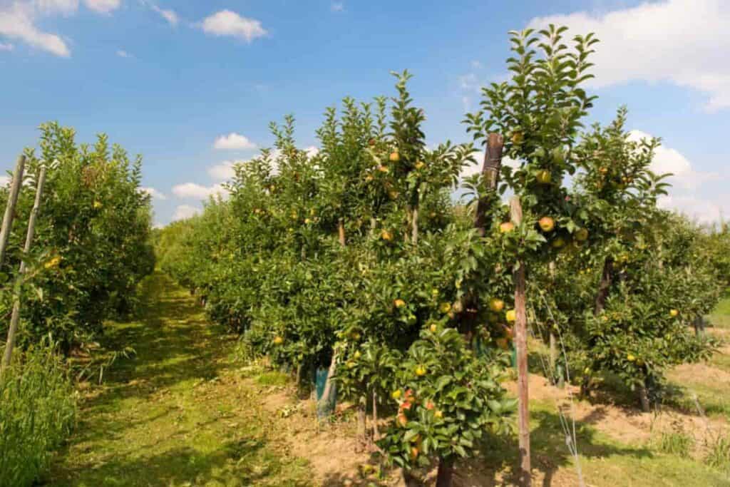 rows of dwarf apple trees