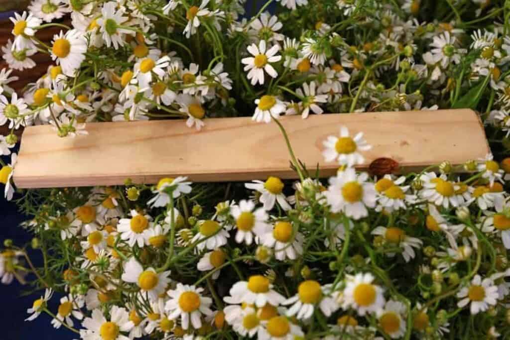 Chamomile