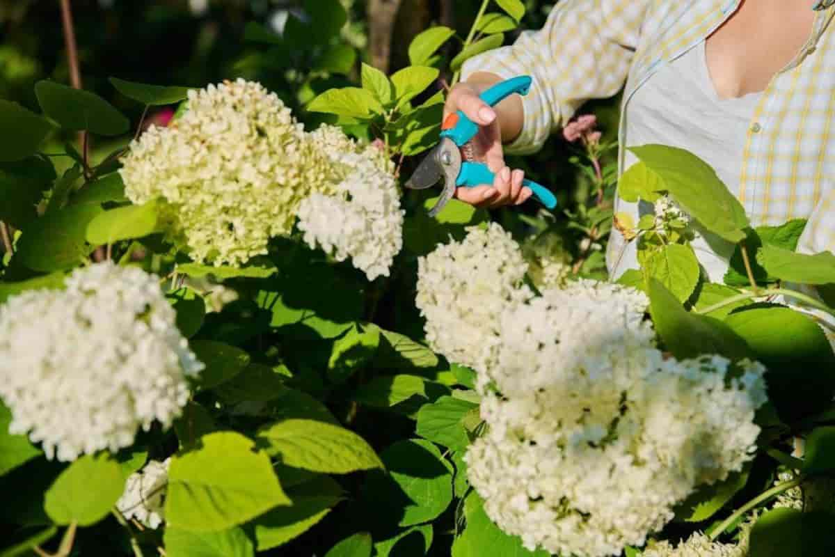 Hydrangeas