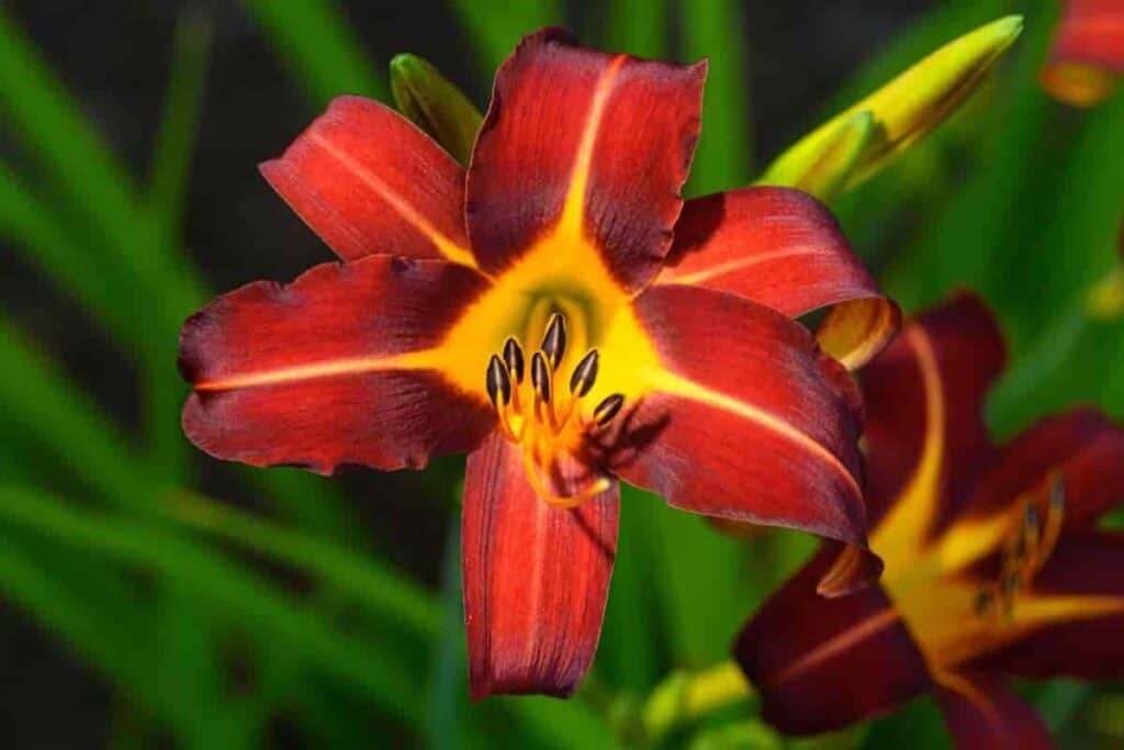 Daylilies