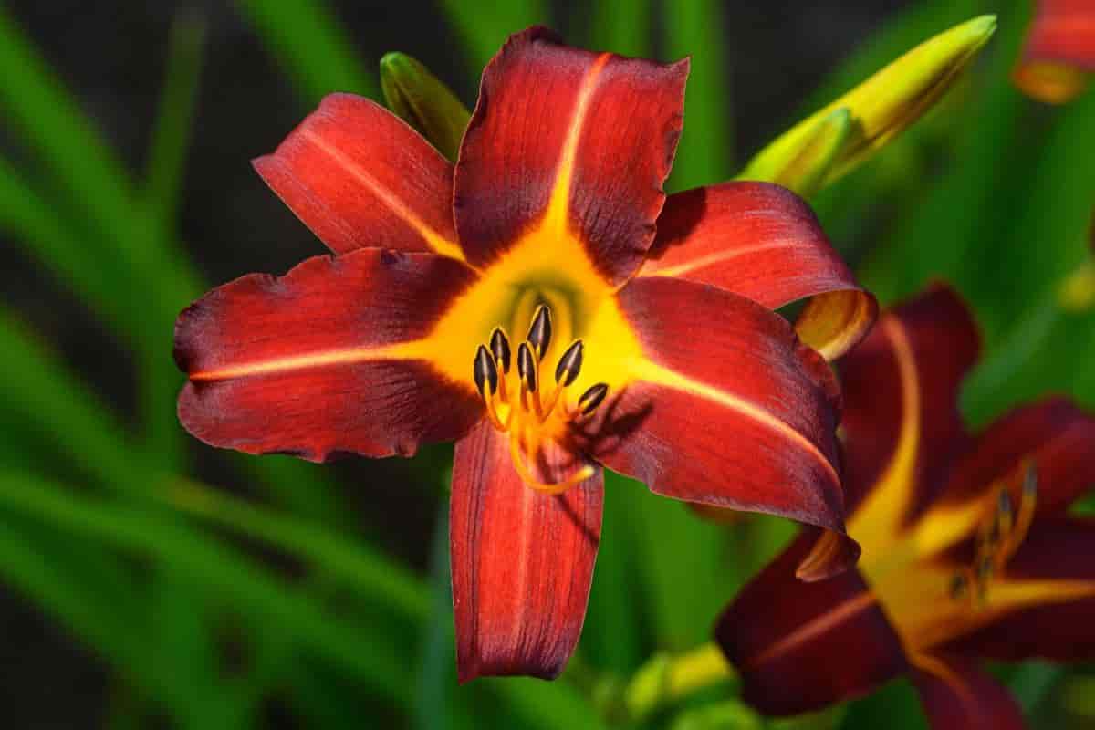 Daylilies