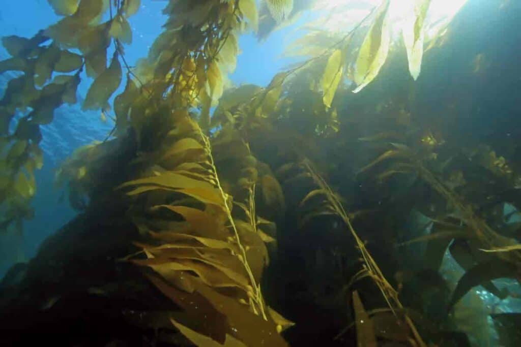 Seaweed Fertilizer
