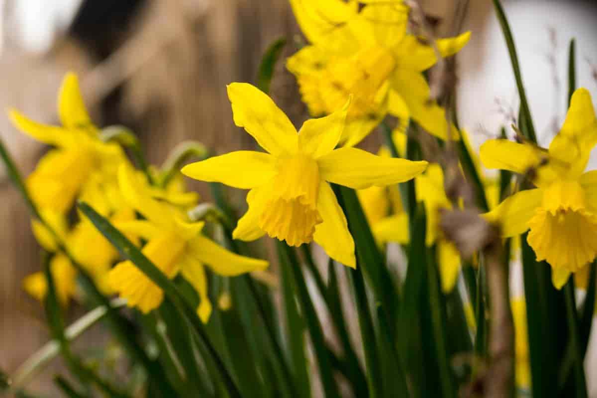 Planting Daffodils