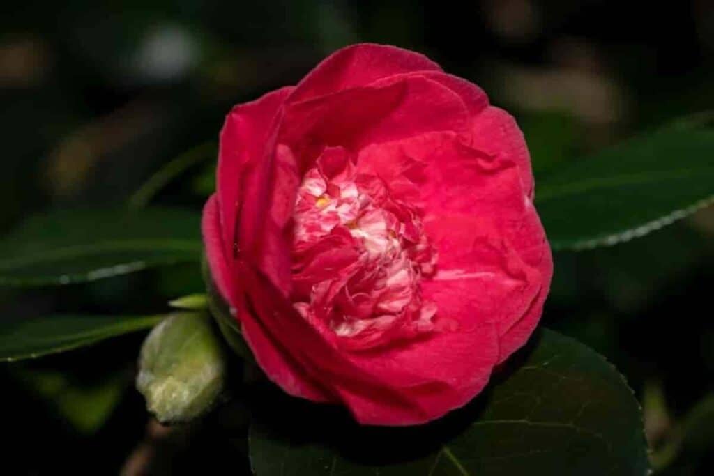 Camellias