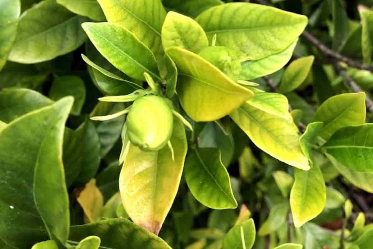 Summer Garden Woes Remedies