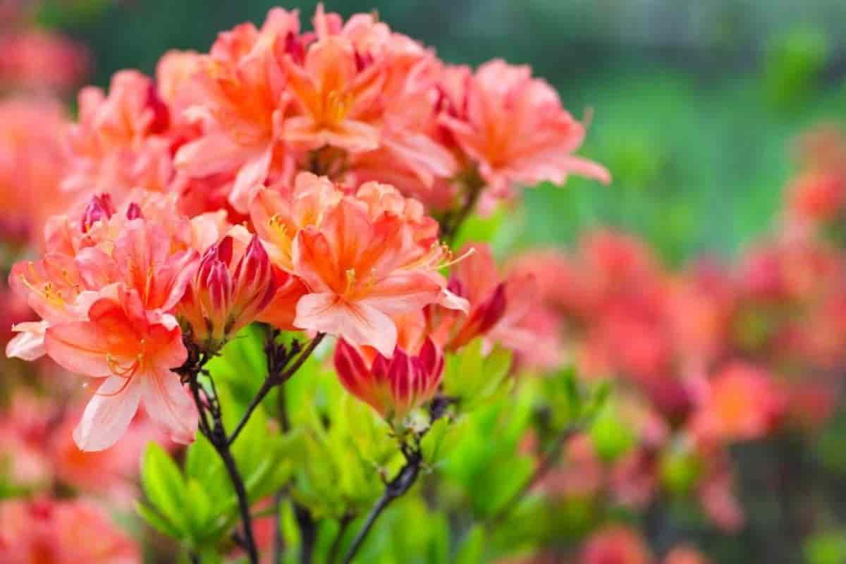 Rhododendrons in Missouri