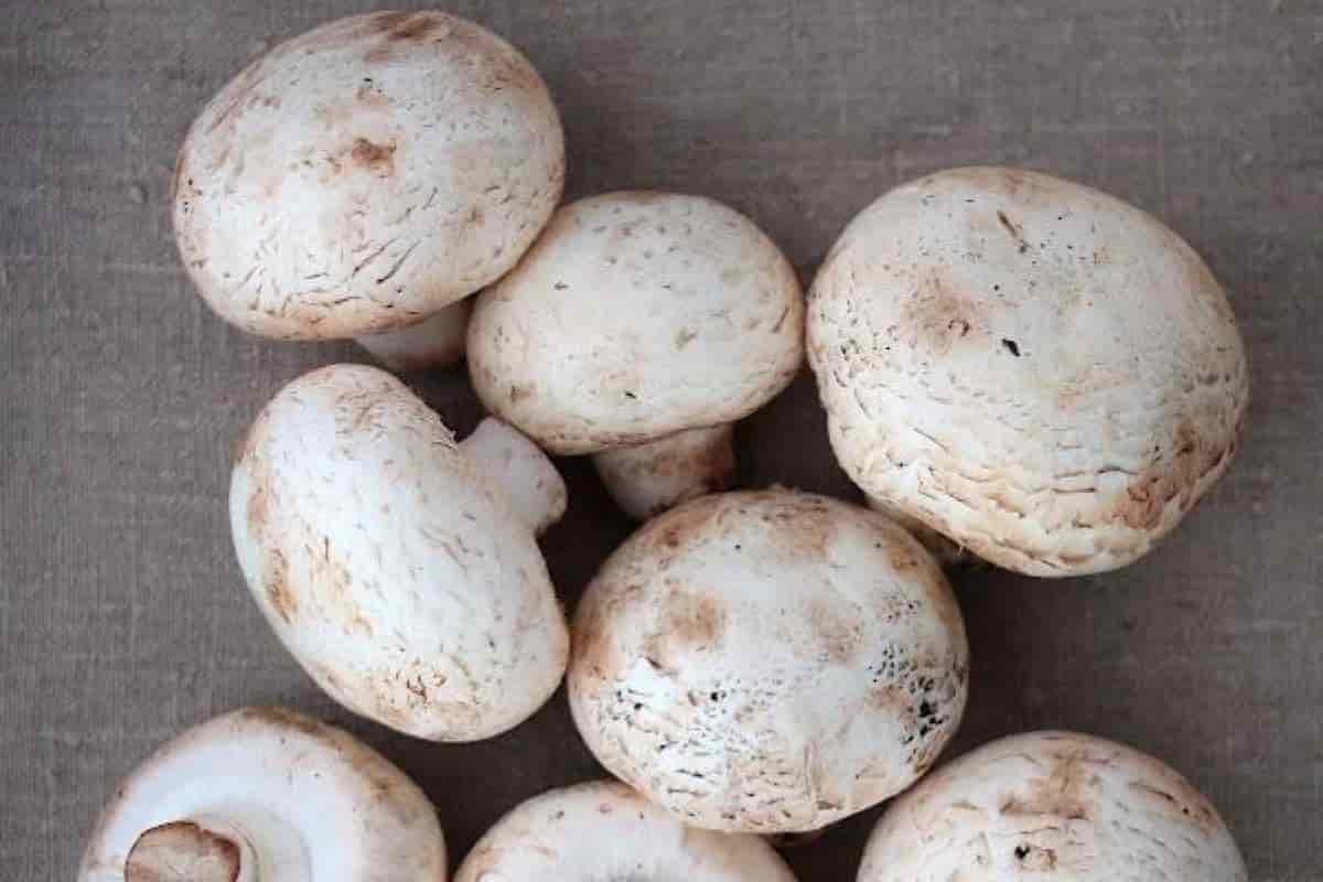 Edible Mushrooms