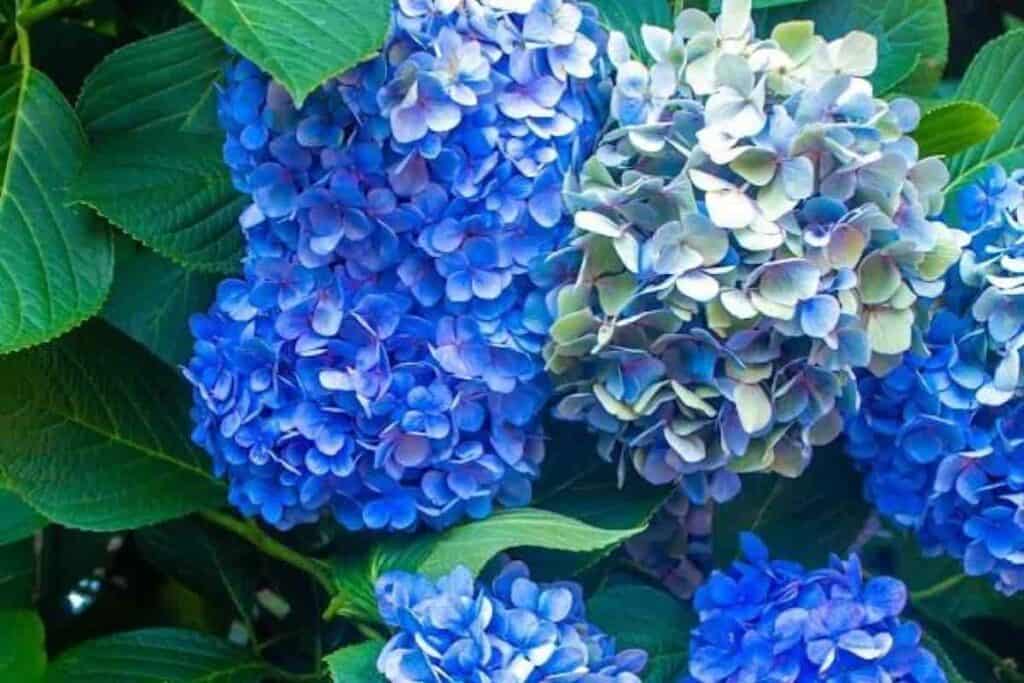 Blue Hydrangea