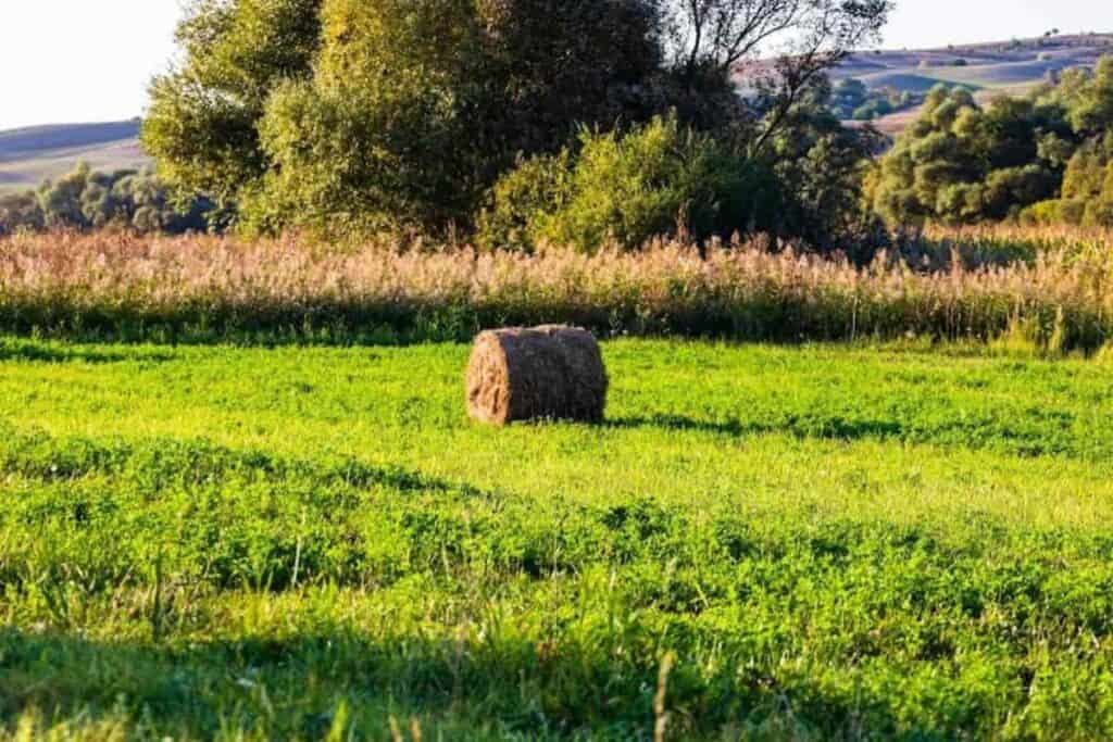 Hay