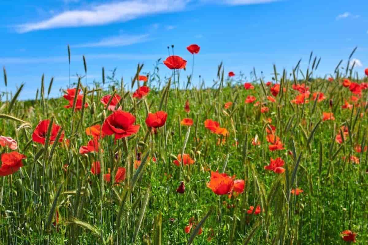 Plant Poppies