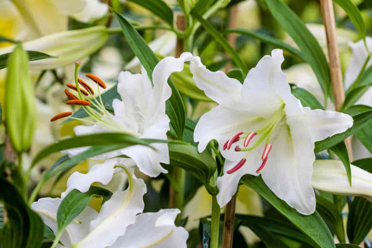 Speciosum Lilies