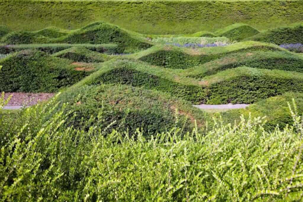 Hedges