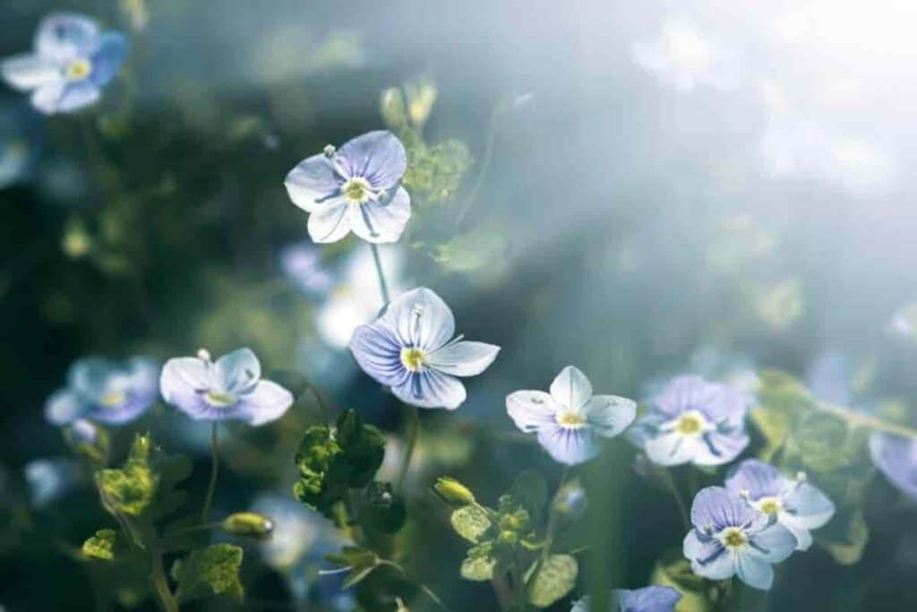 Veronica and Phlox