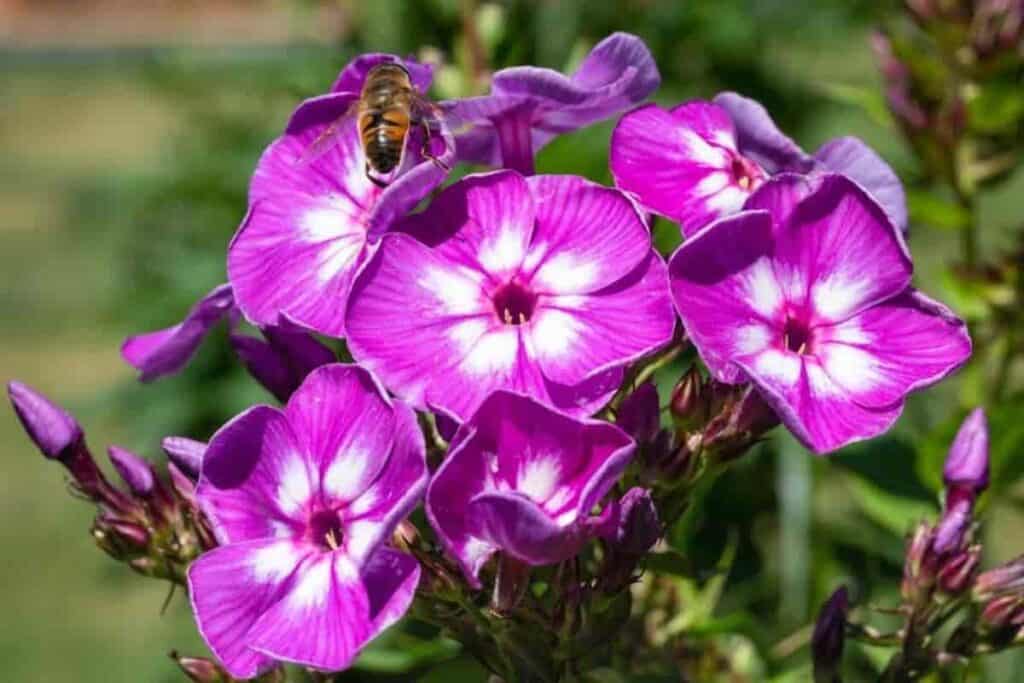 Bountiful Bloom