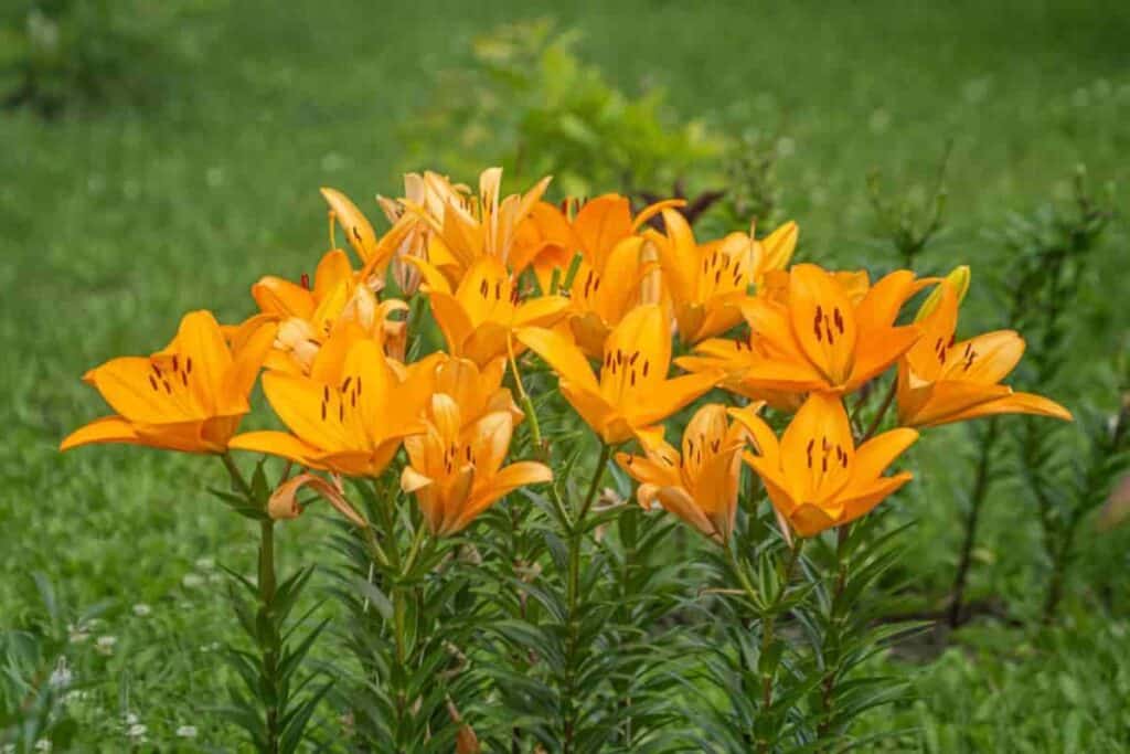 Fall Lilies