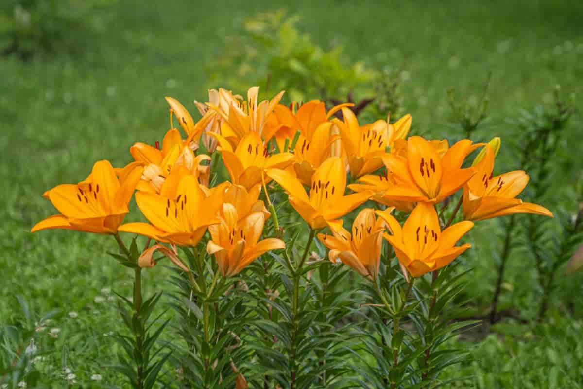 Fall Lilies