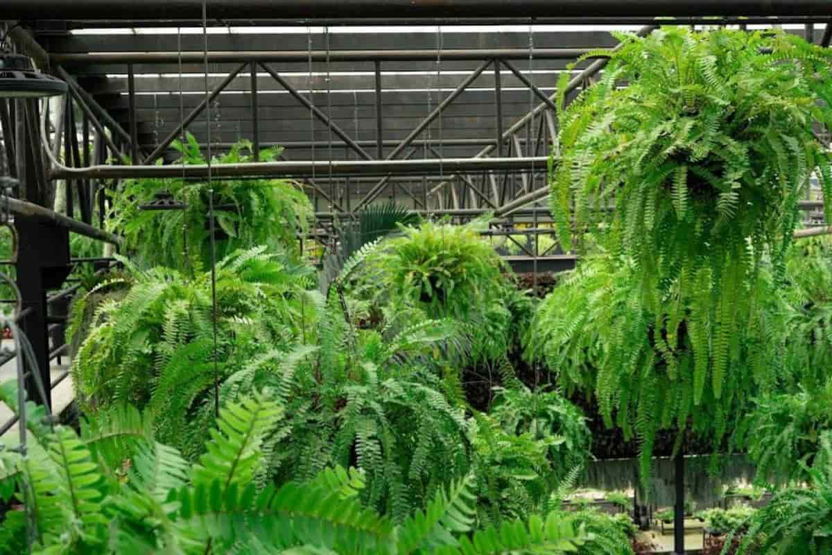 Green Ferns