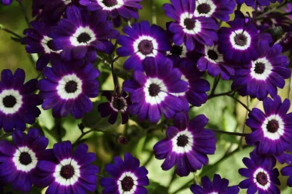 Plant for Winter
