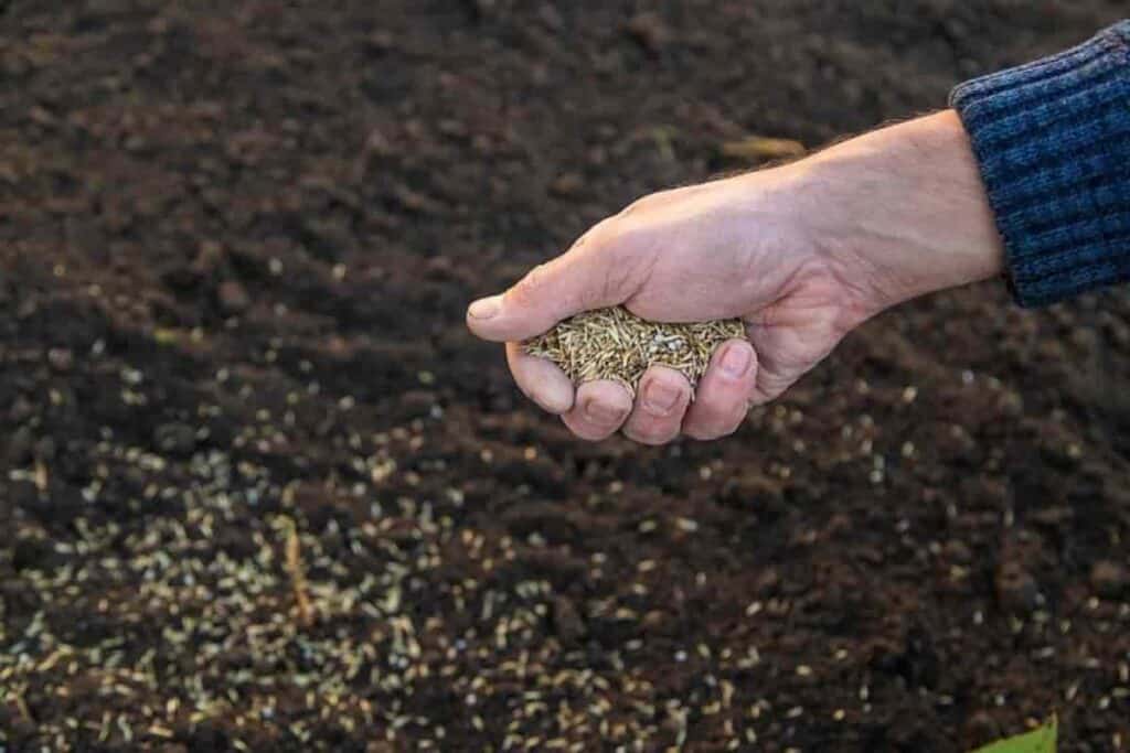 Sow Grass Seed