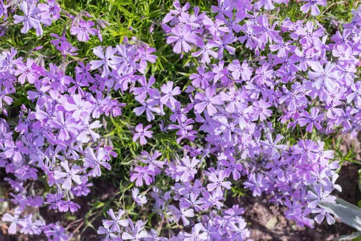 Phlox