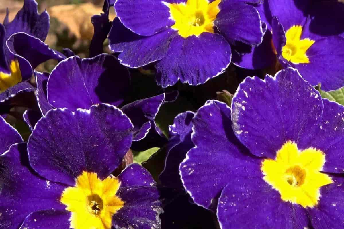 Primroses Thrive on Neglect