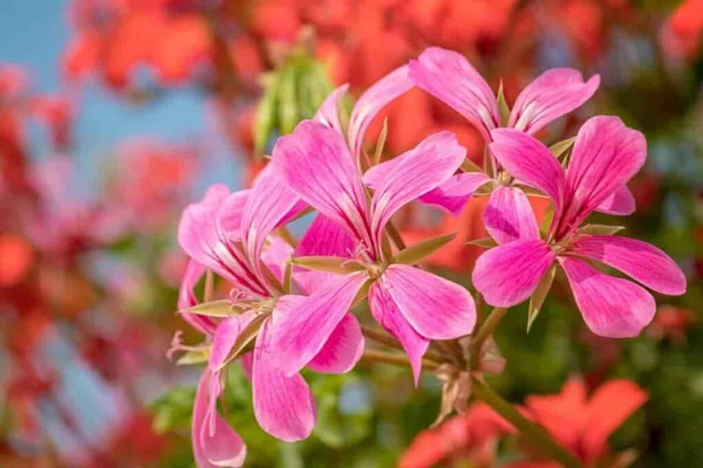 Ivy-leaved Geraniums