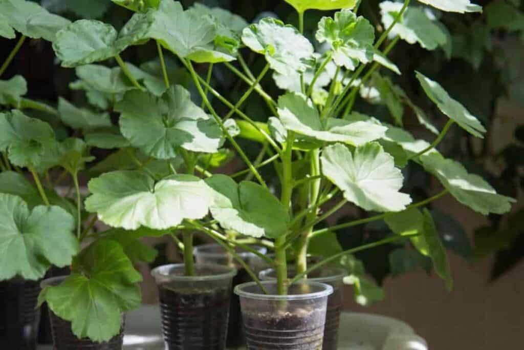 Geranium Cuttings