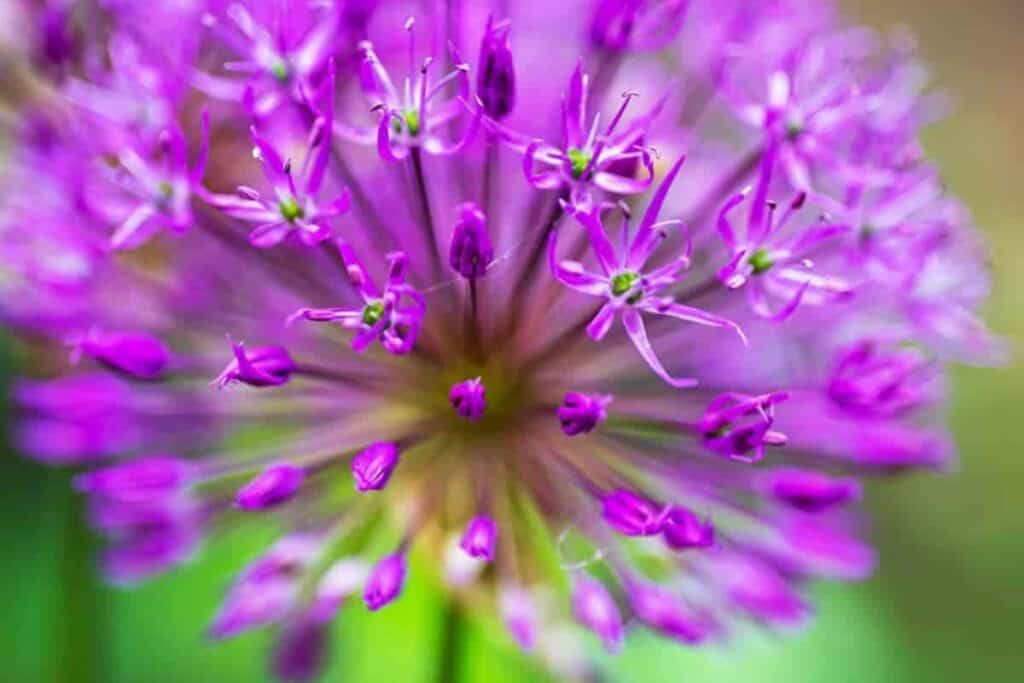 Alium